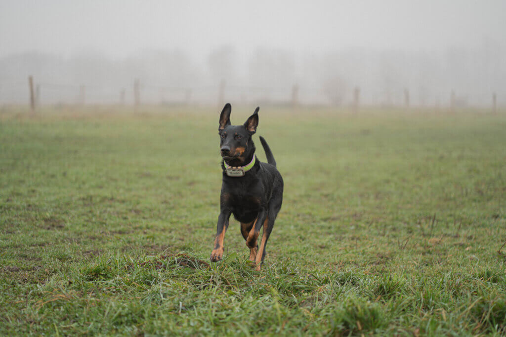Photographie canine Alsace
