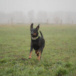 Photographie canine Alsace