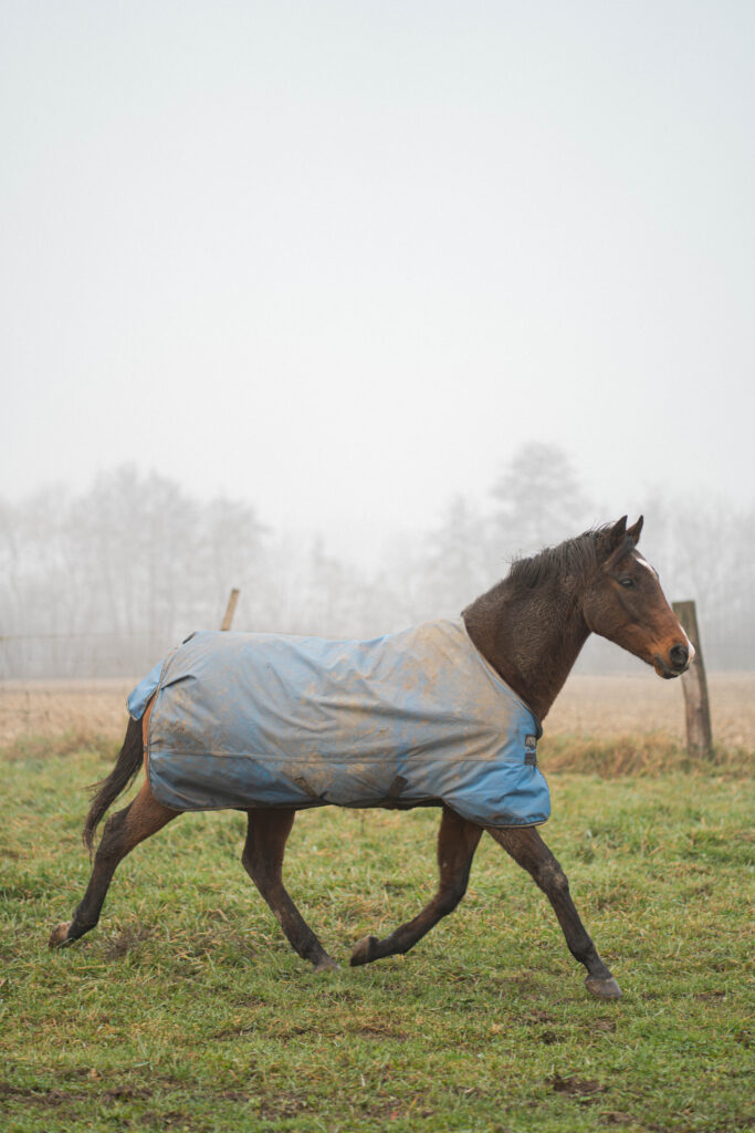 Photographe animalière Haut-rhin