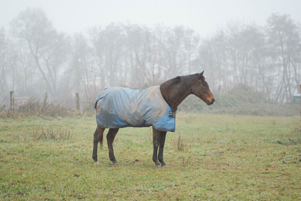 Photographie animalière en Alsace