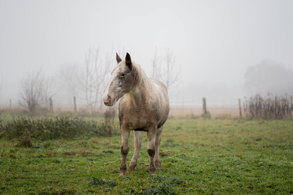 Photographe animalière Bas-rhin