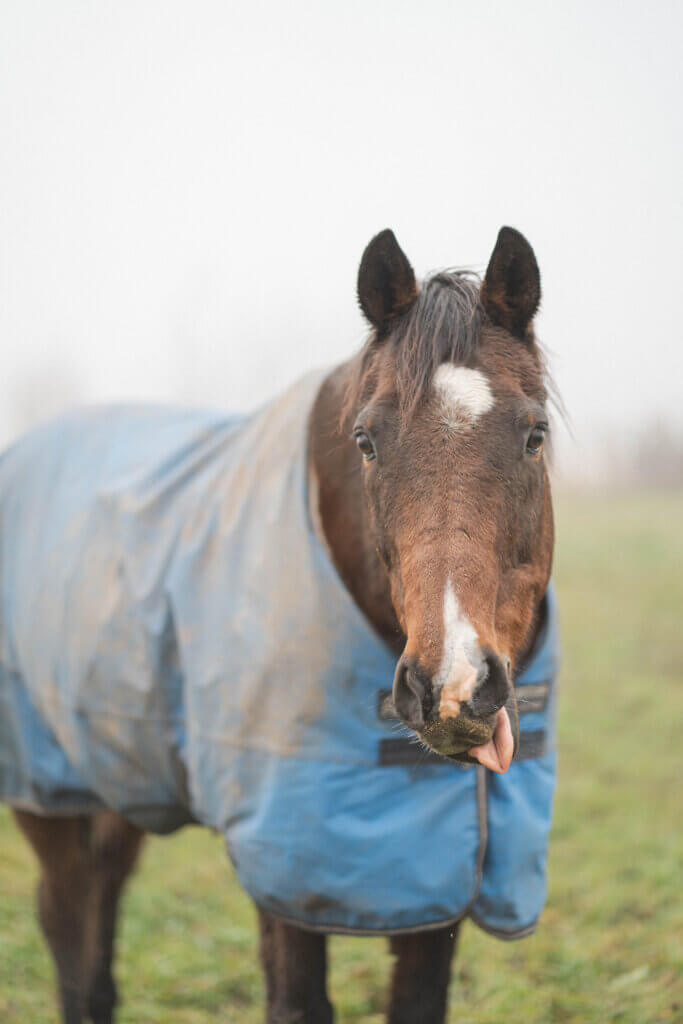Photographie animalière Bas-rhin