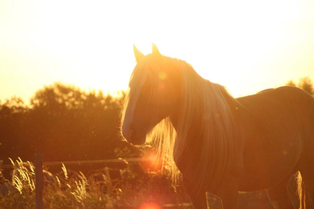 Photographe animalière Alsace
